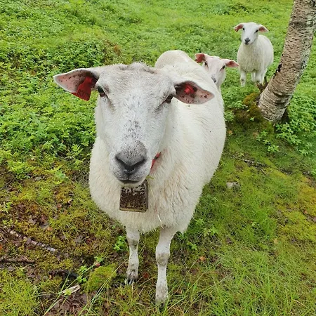 Moderne Ved Havet 3 Soverom Og 2 Bad فيلة ترومسو
